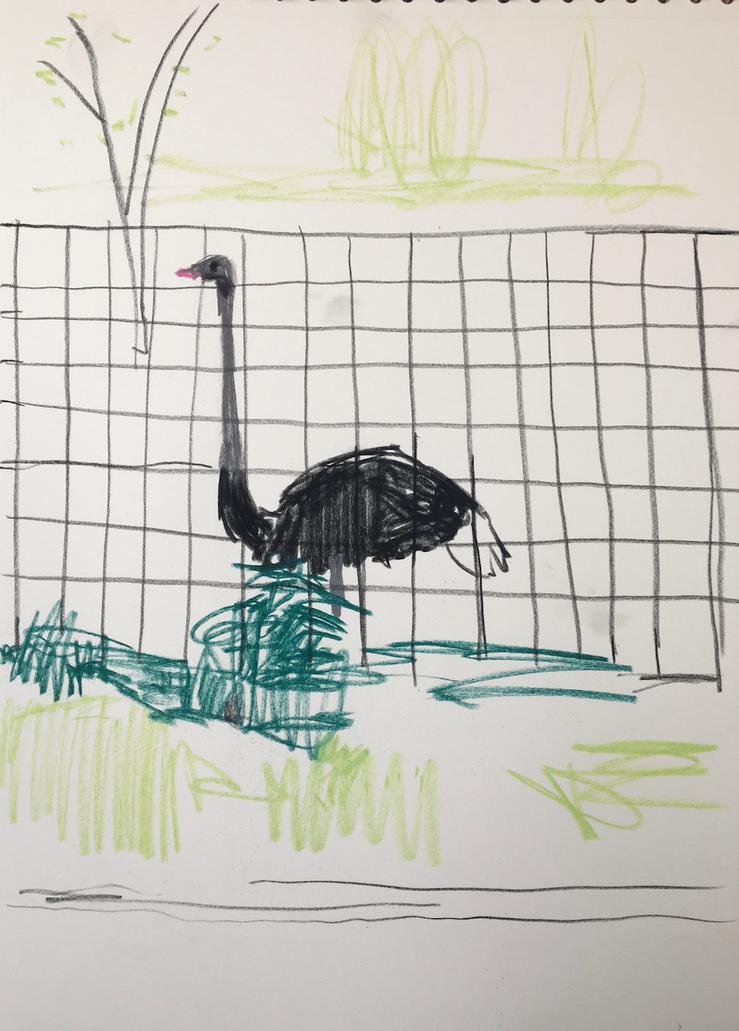 Karsten Kusch, „Serie Zootiere - Strauß 1“, 2025